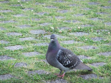 鳩 キジバト 草 グレー 灰色 緑 鳥 鳩 キジバト 草 グレー 灰色 緑 鳥の写真