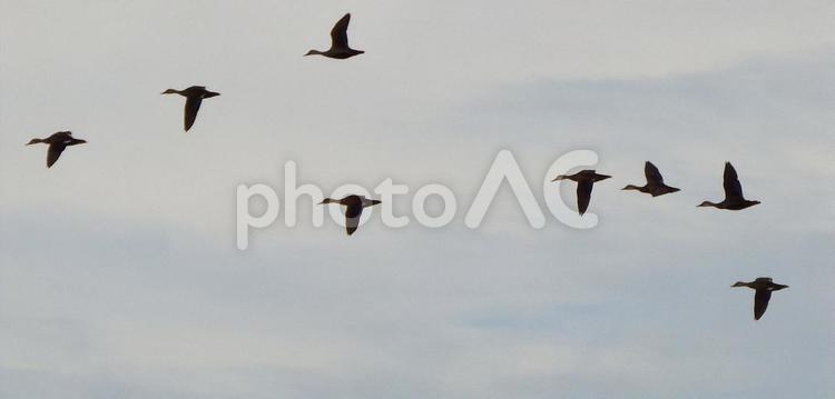 大勢で飛来してきたカモ 大勢で飛来してきたカモ カモ,鴨,かもの写真素材