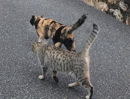 一緒にお散歩 猫,生き物,風景の写真素材