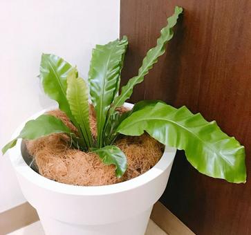 観葉植物 観葉植物,観葉,植物の写真素材