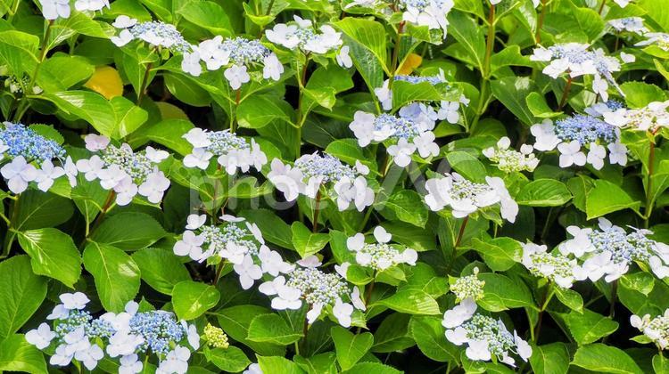 旧中川河畔のアジサイの花（江東区・亀戸） 初夏,紫陽花,旧中川水辺公園の写真素材