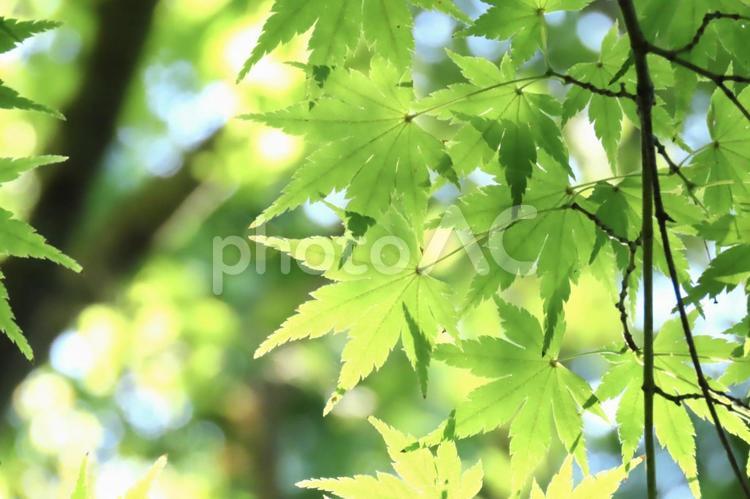 木漏れ日 もみじ,木漏れ日,グリーンの写真素材