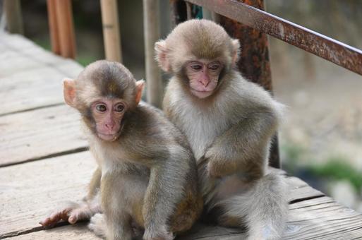 ニホンザルの写真