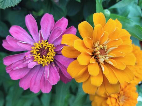 百日草 ジニア Zinnia 百日草 ジニア Zinniaの写真