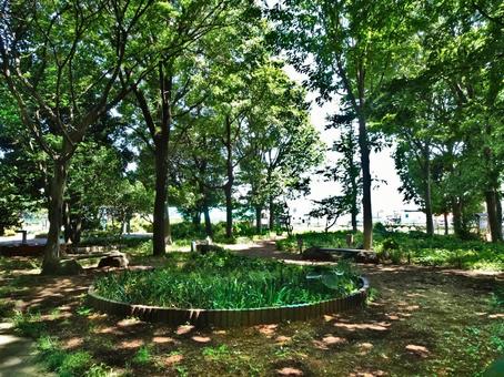 東京都立石神井公園野草観察園 東京都立石神井公園野草観察園の写真