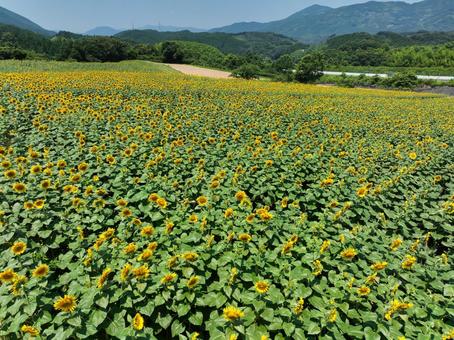 ひまわり畑 ひまわり畑 ひまわり畑,ひまわり,向日葵の写真素材