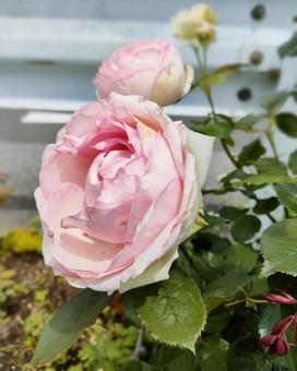 【花】6月のピエール・ド・ロンサール 花,バラ,薔薇の写真素材