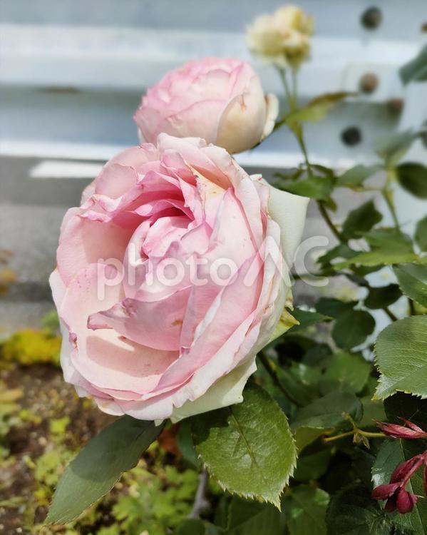 【花】6月のピエール・ド・ロンサール 花,バラ,薔薇の写真素材