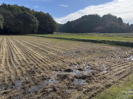 秋雨上がりの信州の田んぼ 田んぼ,緑,グリーンの写真素材