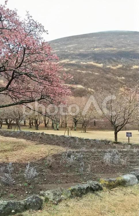 春の桜と花曇りのさくらの里 青空,さくらの里,大室山の写真素材