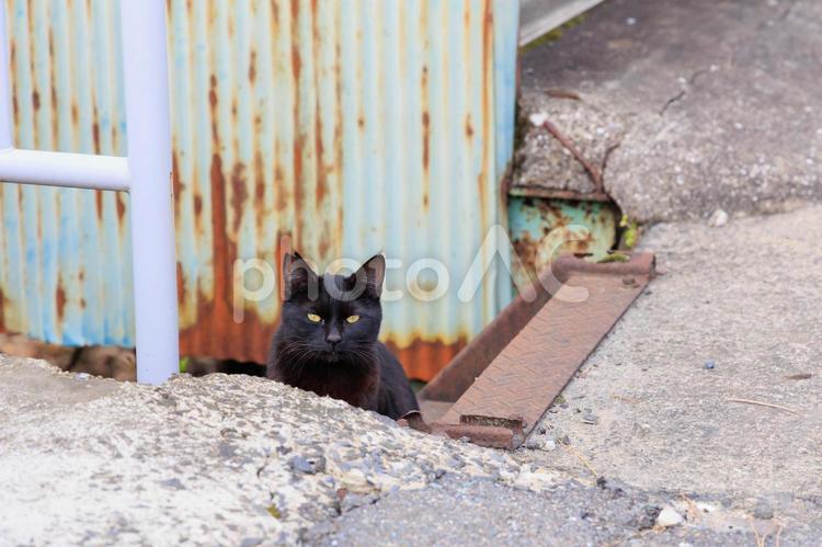 川付近にいた野良猫「黒い猫」 猫,黒猫,黒の写真素材