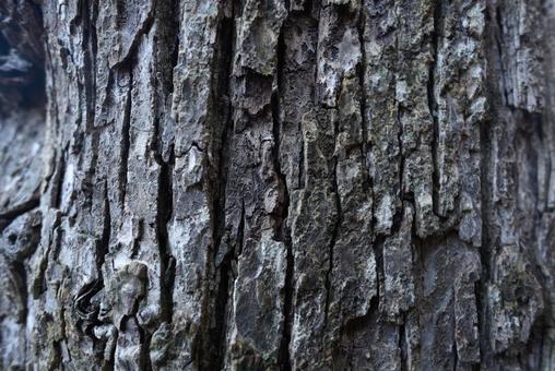 樹皮のテクスチャ 木,幹,樹皮の写真素材