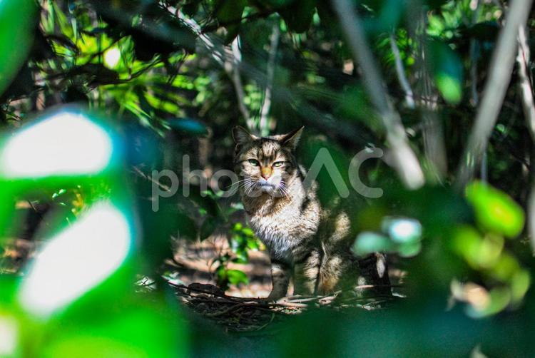 茂みの中からこちらを見つめるノラネコ 野良猫,ノラネコ,のらねこの写真素材