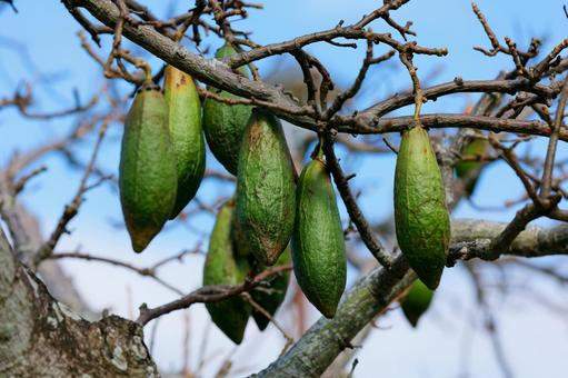 トックリキワタ（蒴果） トックリキワタ,蒴果,種の写真素材