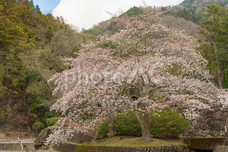 京都府【　和らぎの道の桜　】 和らぎの道,京都府,山の写真素材