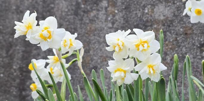 八重咲ニホンスイセン 八重咲ニホンスイセン,スイセン,植物の写真素材