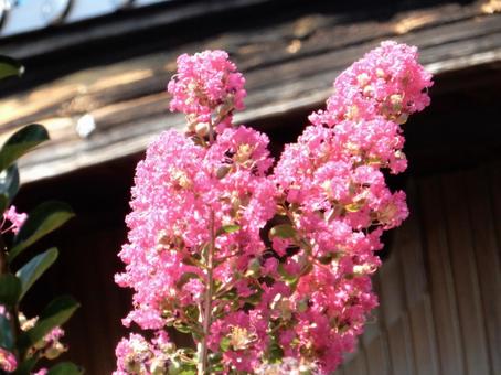 【花の写真】ピンクの百日紅 【花の写真】ピンクの百日紅の写真