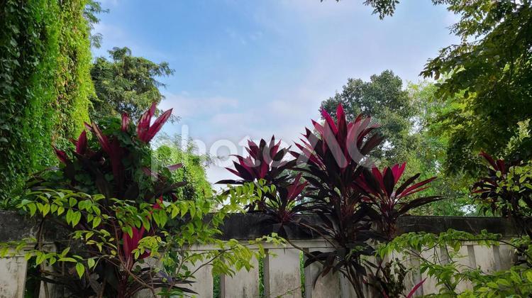 熱帯の植生 自然,青空,フラワーの写真素材