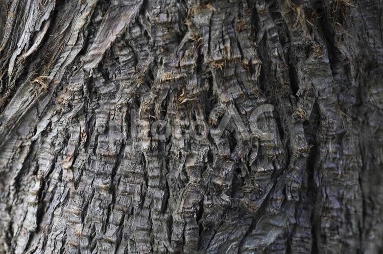 古い木 木,ウッド,木材の写真素材