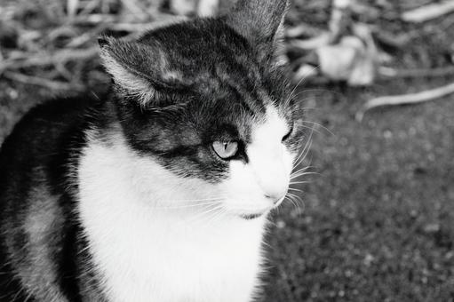 のらねこ のらねこの写真