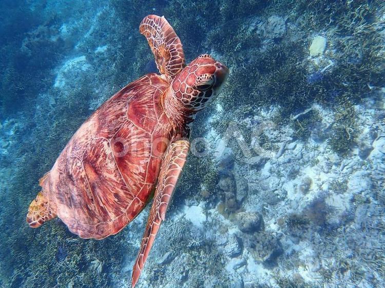 宮古島のアオウミガメ１４ ウミガメ,アオウミガメ,海の写真素材