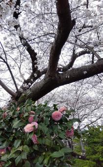 Camellia and cherry blossoms, JPG