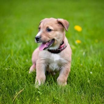 笑っている子犬の写真