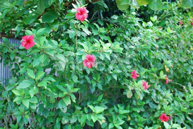 西表島の景色 花,沖縄,風景の写真素材