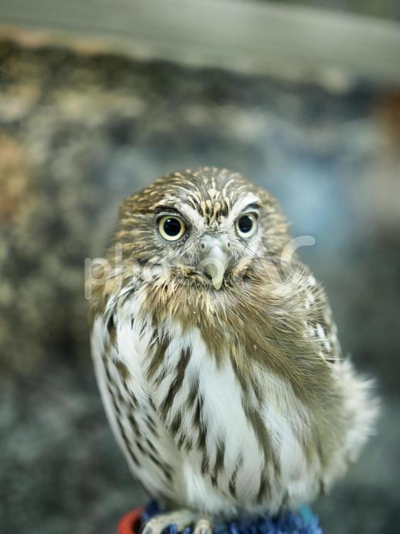 エゾフクロウ エゾフクロウ,フクロウ,鳥類の写真素材