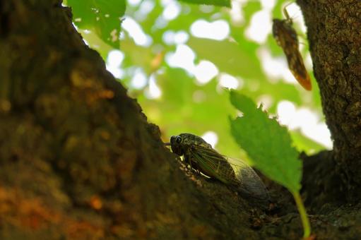 蝉 セミ 熊蝉 昆虫 夏 アブラゼミ 蝉 セミ 熊蝉 昆虫 夏 アブラゼミ 蝉,セミ,熊蝉の写真素材