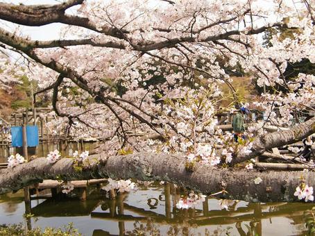 清水公園の桜-95 清水公園の桜-95 清水公園,千葉県野田市,桜の木の写真素材