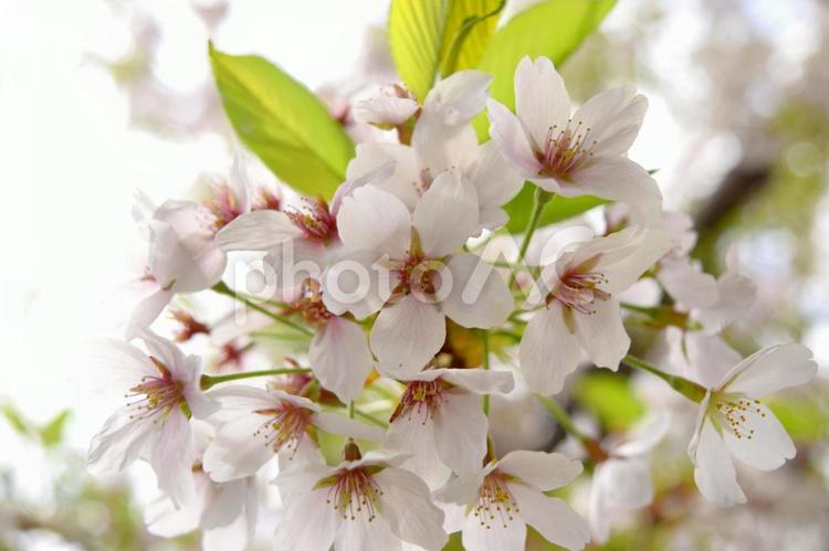 桜咲く季節２ 桜,ソメイヨシノ,桜の花の写真素材