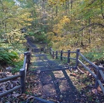 紅葉の山道 秋,秋の山道,山の写真素材