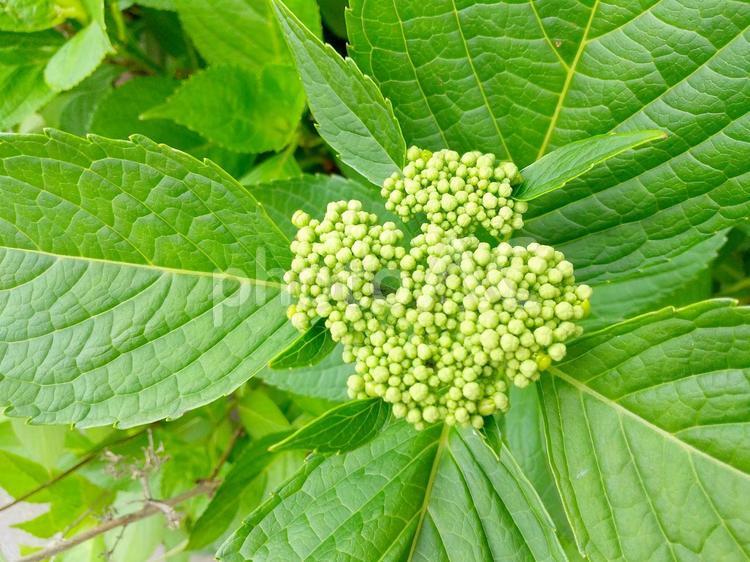 アジサイのつぼみ_4 アジサイ,あじさい,紫陽花の写真素材