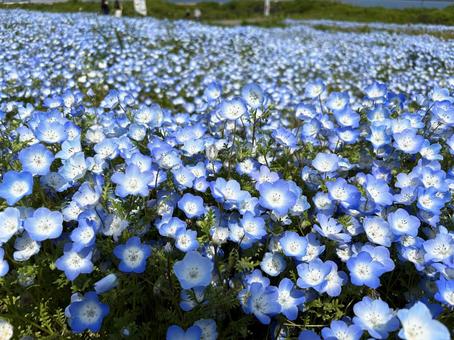 ネモフィラの背景 ネモフィラの背景の写真