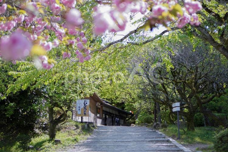 ピンクの花と新緑のイメージ 花,ピンク,緑の写真素材