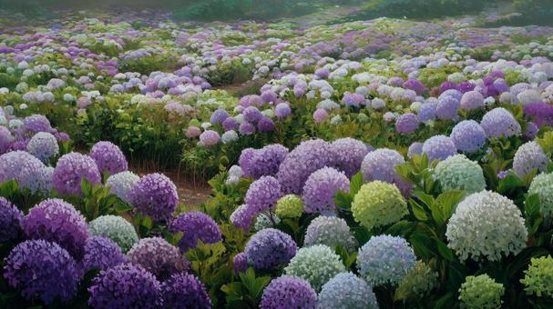 カラフルな紫陽花 カラフルな紫陽花の写真