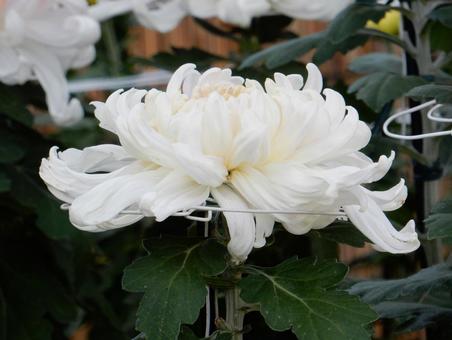 【風景写真】福山菊花展覧会の風景 キク,菊,菊花展の写真素材
