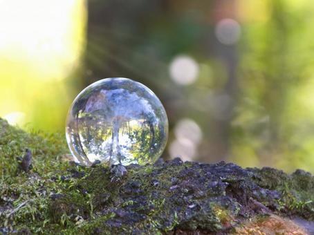 エコイメージ-ガラスの木と苔むした森 エコ,緑,光の写真素材