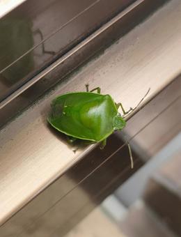 ツヤアオカメムシ ツヤアオカメムシ ツヤアオカメムシ,カメムシ,害虫の写真素材