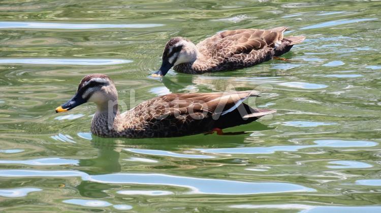 池を泳ぐカルガモ カルガモ,水辺,水鳥の写真素材