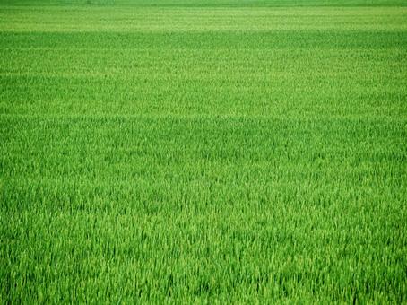 グリーンの背景 green,緑,原っぱの写真素材