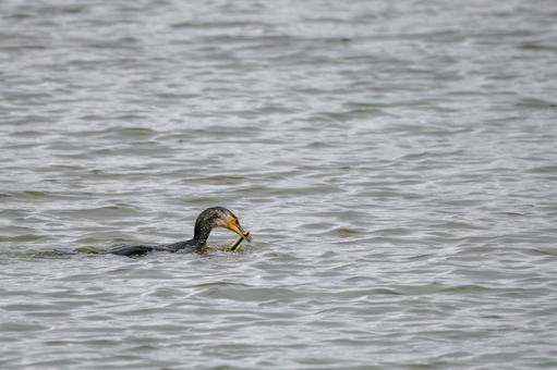 ウミウの若鳥⑹ ウミウの若鳥⑹の写真