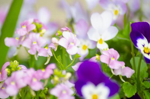 パンジー,ビオラの写真