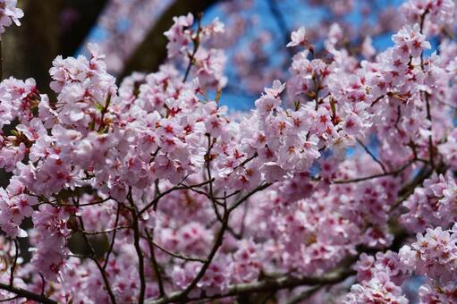 高遠城址公園の桜。 さくら,桜,タカトオコヒガンザクラの写真素材