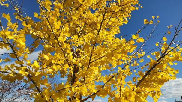 イチョウ イチョウ,銀杏,紅葉の写真素材
