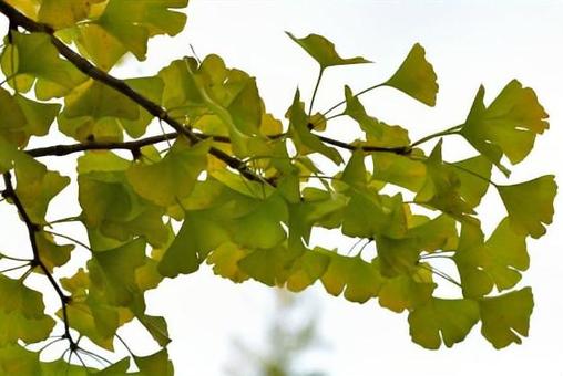 stomach, maple, autumn leaves, maple, JPG