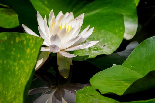Water Lily (75), JPG