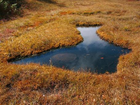 草紅葉に染まる高層湿原の池塘 湿原,高層湿原,草紅葉の写真素材