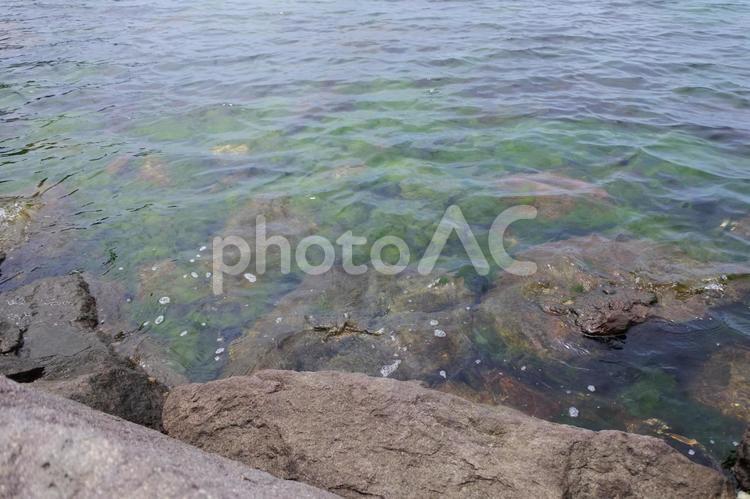 海水の中の苔 空,海水,海の写真素材